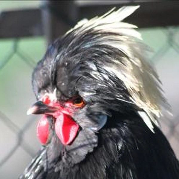 Poule huppée