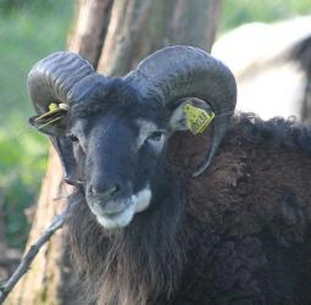 Bélier